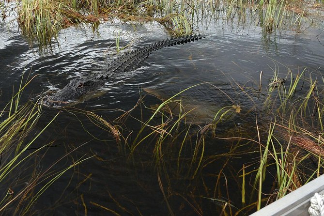 Private Tour: Florida Everglades Airboat Ride and Wildlife Adventure - Preparing for Your Tour