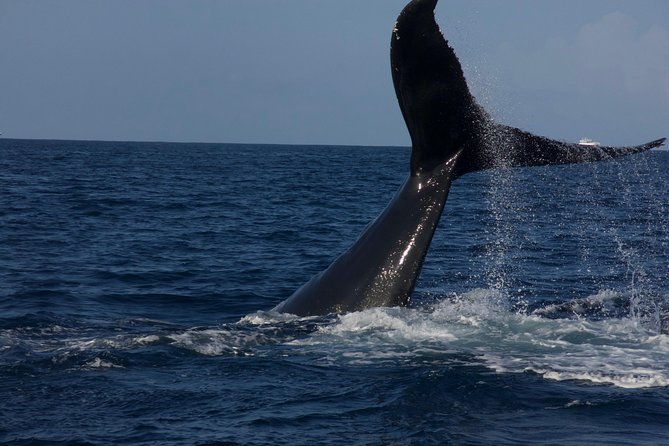 Private Whale Watching Charter (Grand Turk) - Snorkeling Opportunities