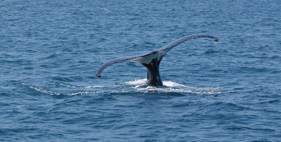 Reykjavik: Whale Watching by RIB Speedboat - Sightings Guarantee