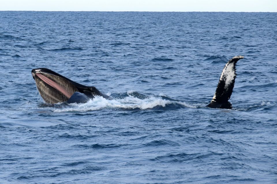 Reykjavik: Whale Watching Tour by Fast Catamaran - Meeting Point and Attire