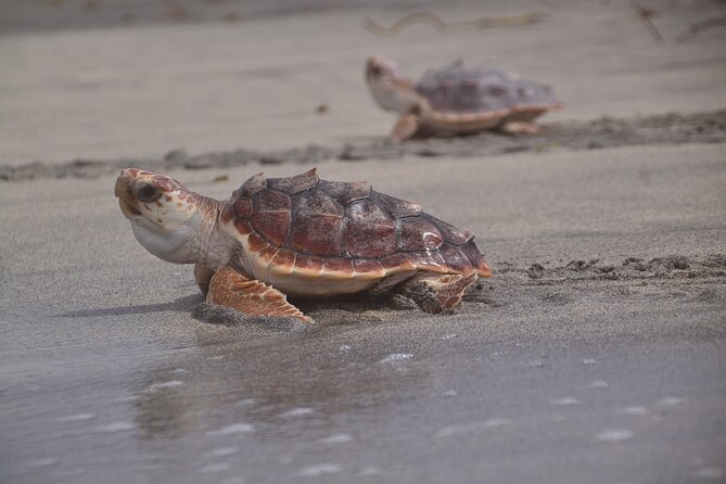 Sal Island: Sea Turtle Experience From Santa Maria - Tour Details