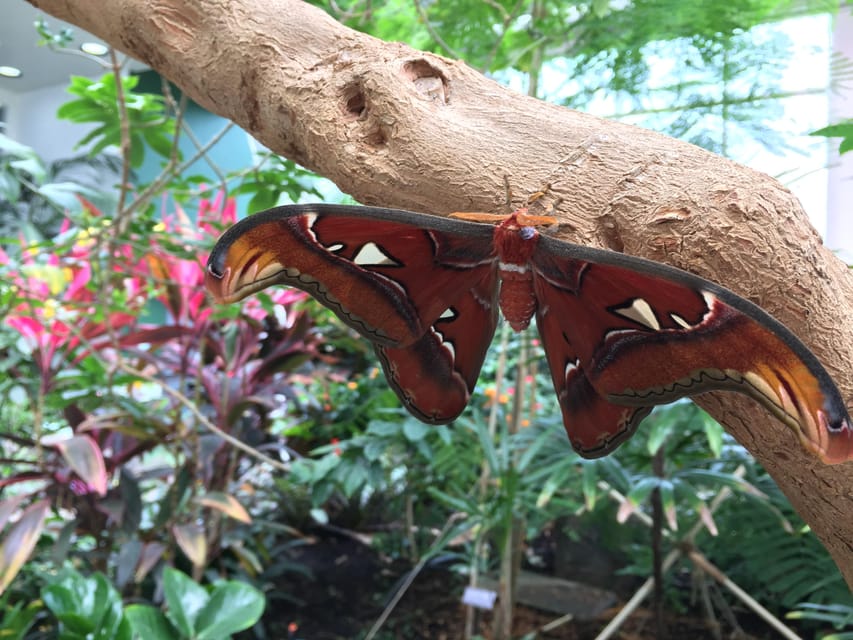 Seattle: Pacific Science Center General Entry Ticket - Tropical Butterfly House