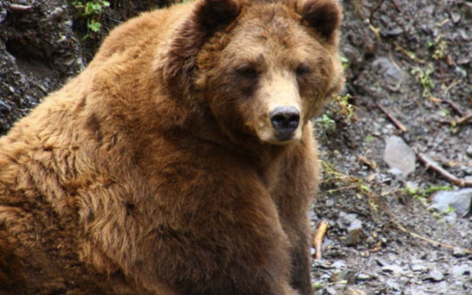 Sitka: Totem Poles, Raptor Centre, & Fortress of Bears Tour - Meeting Point and Tour Times