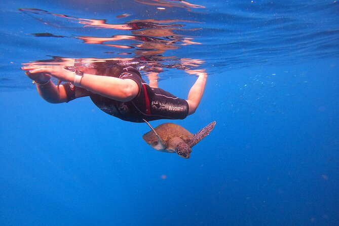 Snorkeling and Boat Tour in a Turtle Area - Snorkeling Adventure