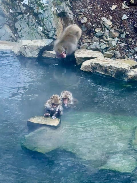 Snow Monkey and Zenko-ji Temple Nagano One Day Tour - Tour Inclusions