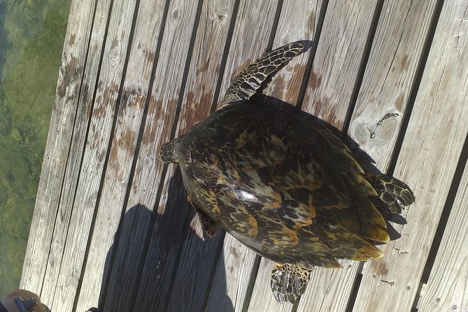 Sweetings Cay Mangrove Kayaking and Turtles - Turtles and Wildlife