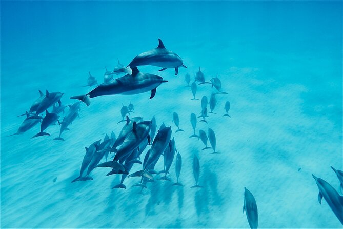 Swim With Dolphins in the West Coast Line of Oahu - Prohibited Items