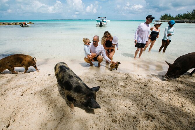 Swim With the Turtles! Harbour Island Luxury Private Boat Tour - Reviews and Ratings