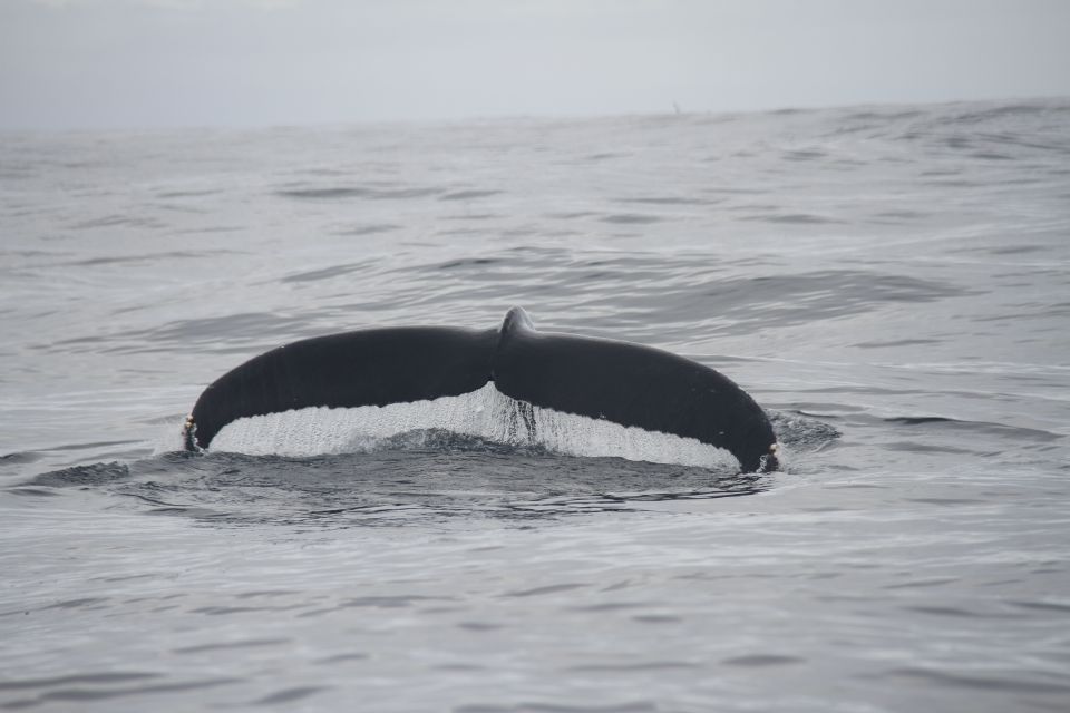 Third: Whale and Dolphin Watching in a Zodiac Boat - What to Expect on the Tour