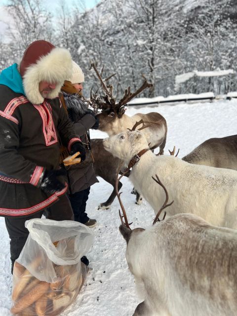 Tromsø: Reindeer Experience in Sami Camp - Frequently Asked Questions