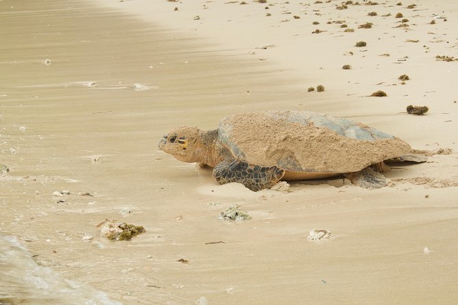 Turtle Watching - Preparing for the Tour