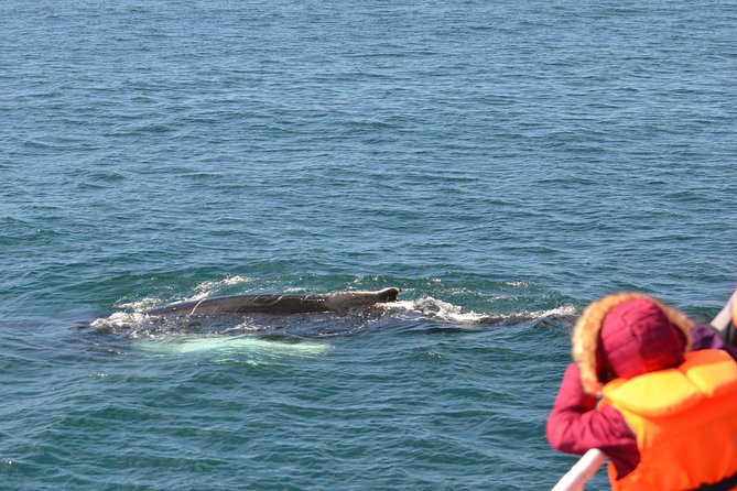 Two-In-One: Whale & Puffin Watching Tours From Reykjavik - Wildlife Sightings