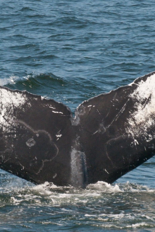 Whale and Wildlife Watching Private and Semi-Private Tours - Cancellation and Booking Policy