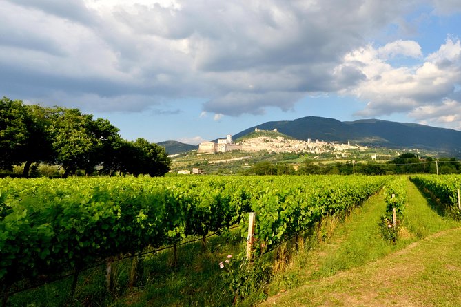 Wine Tasting and Walk in the Vineyard of Assisi - Guided Tasting of 5 Wines