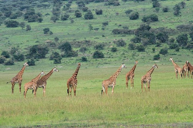 1 Day Akagera Wildlife Safari ( 2 Pax Min) - Reviews and Ratings