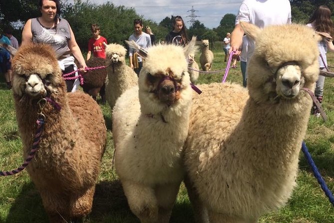 2-Hour Alpaca Farm Experience in Kenilworth - Directions to the Farm