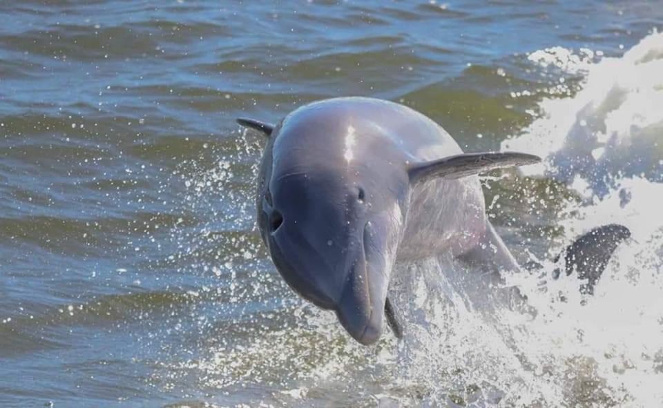 2-Hour Dolphin and Nature Eco Tour From Orange Beach - Customer Ratings and Highlights