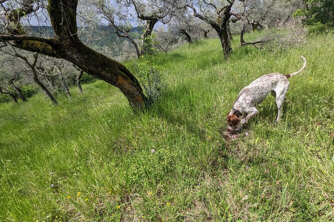 2 Hours Private Activity - Truffle Hunting in Assisi - Schedule and Location