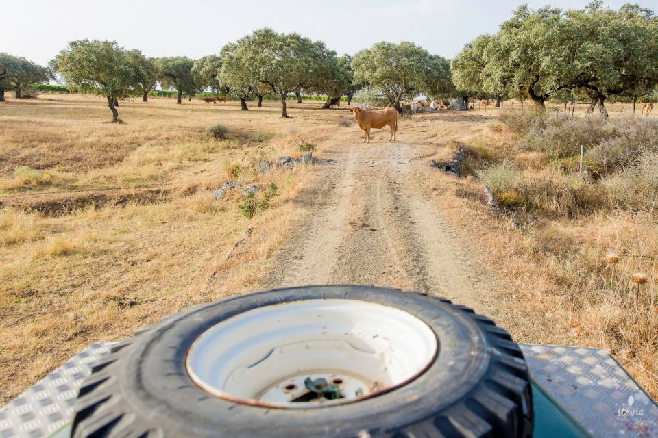 2hr Cork Safari in a Classical Land Rover - Booking and Cancellation