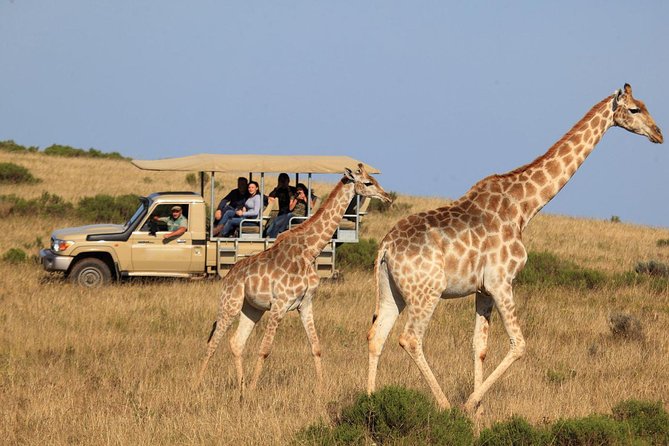 3 Day Garden Routes Best Highlights With Safari From Cape Town - Cancellation Policy Details