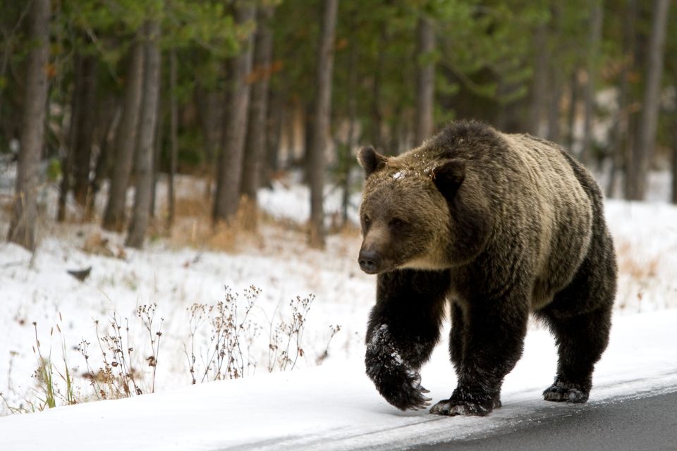 4-Day Winter Yellowstone Tour - Whats Included in the Tour