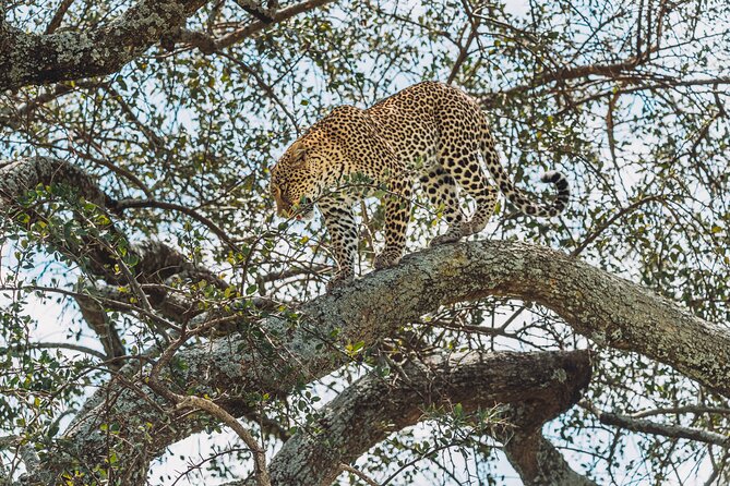 6-DayThe Best of Northern Tanzania Safari - Booking and Cancellation