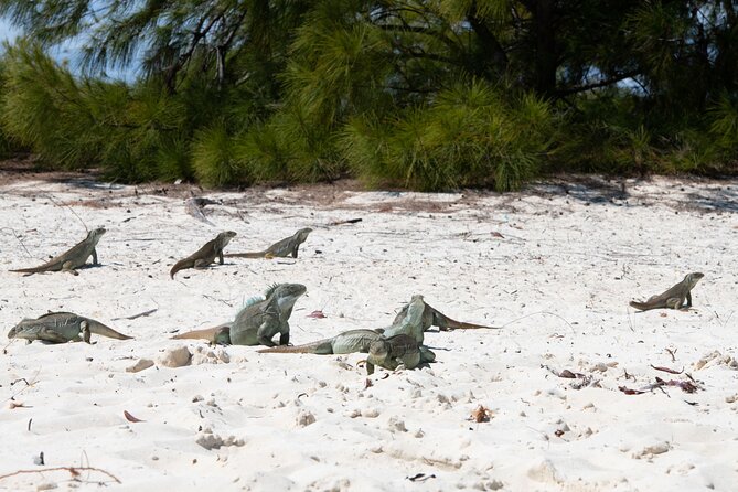 Afternoon Half Day Cruise From Providenciales With Snorkeling and Iguana Island - Booking and Confirmation Process