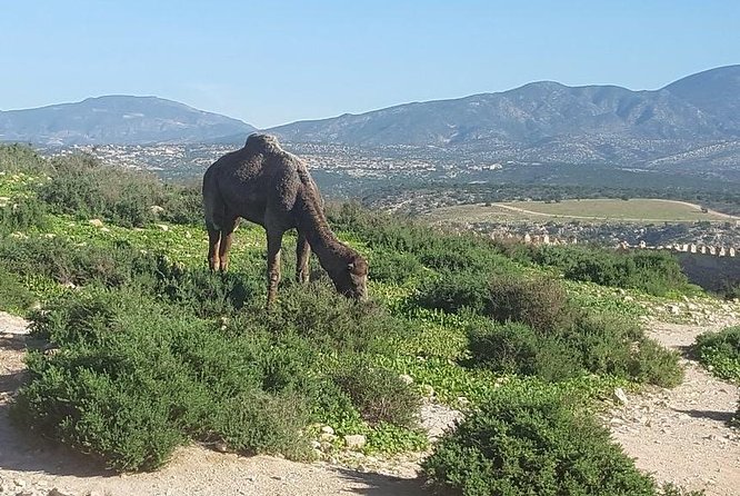 Agadir City Tour From Riu Palace Tikida Taghazout - Transportation and Accessibility