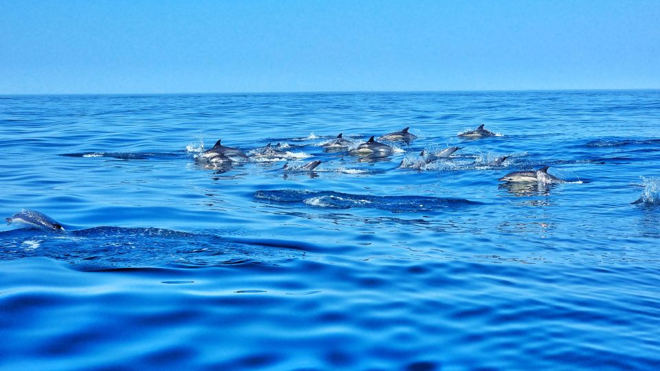 Albufeira: Benagil Cave and Dolphin Sightseeing Boat Cruise - Inclusions and Exclusions