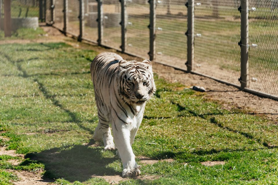 Alpine: Lions Tigers & Bears Animal Sanctuary Guided Visit - Getting to the Sanctuary