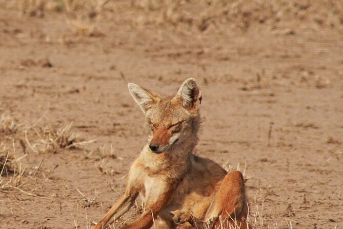 Awash National Park Tours - Visitor Experiences