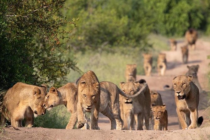 Captivating 2 Day Kruger Safari From Johannesburg - Preparing for the Adventure