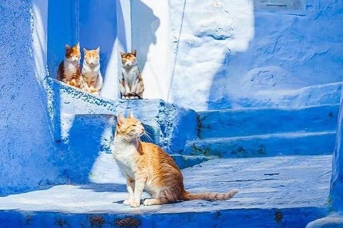 Chefchaouen Day Trip! The Blue Pearl - Cancellation Policy and Refunds