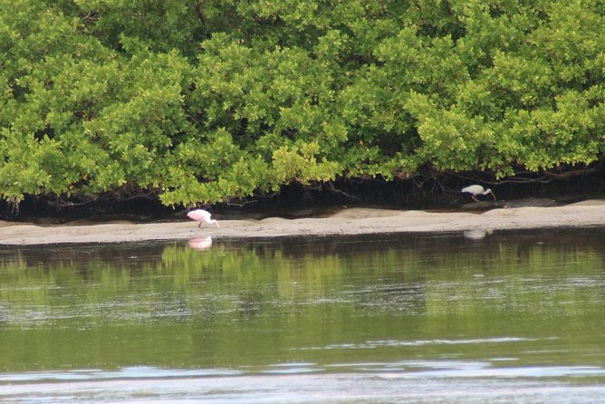 Clearwater Encounters With Dolphins Tour - Meeting Point and Location