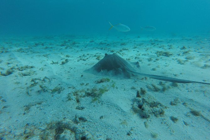 Coastline Snorkel and BBQ - Who Can Attend