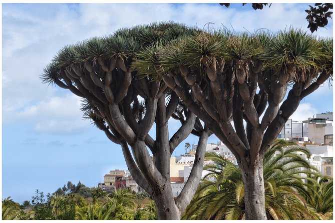 Day Tour in North of Gran Canaria With Wine Tasting - Meeting Points and Pickup