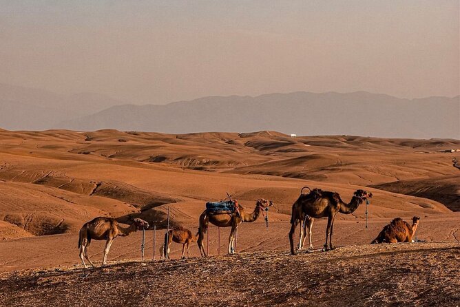 Dinner Under the Stars Desert Agafay & Sunset Camel Ride - Paragliding Experience and Footage