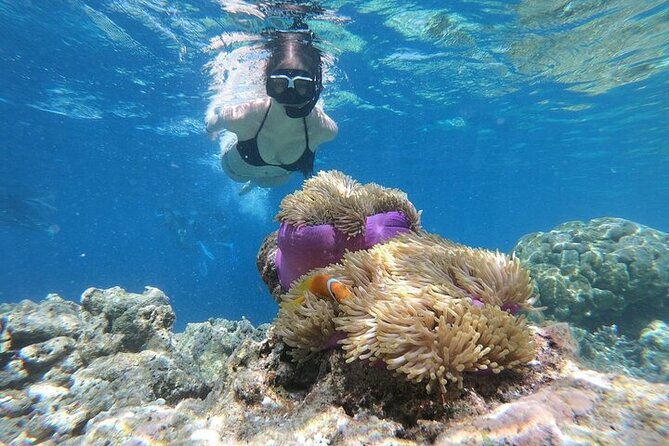 Diving And Snorkeling To Ras Mohamed And White Island By VIP Boat - Stop at White Island