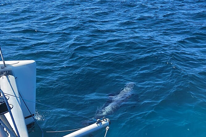 Dolphin Trips on a Catamaran - Safety and Sustainability