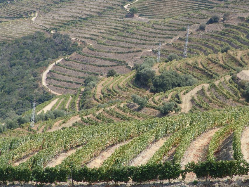 Douro Valley Wine Road Trip, 2 Vineyards Lunch River Cruise - Indulge in Finest Port