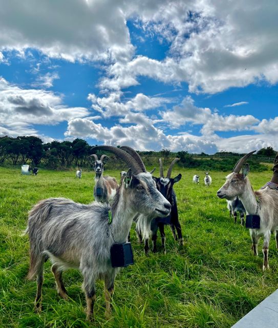 Dublin: Howth Peninsula Hiking Tour - Terrain and Wildlife