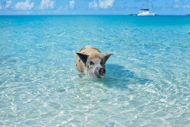 Exuma Elite Escape: Luxury Fly-In Pig Beach Adventure - 7 Stops - Review Highlights and Accolades