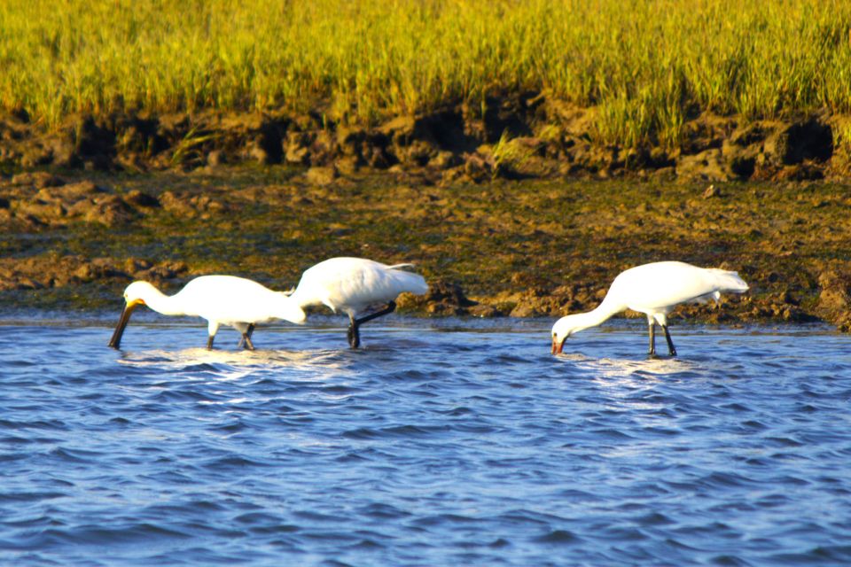 Faro: Real Pudding Boat Tours 6h Boat Tour to Ria Formosa - Island Stops and Breaks