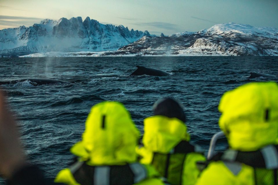 From Alta: Fjord & Whale Adventure - Activity Details and Restrictions