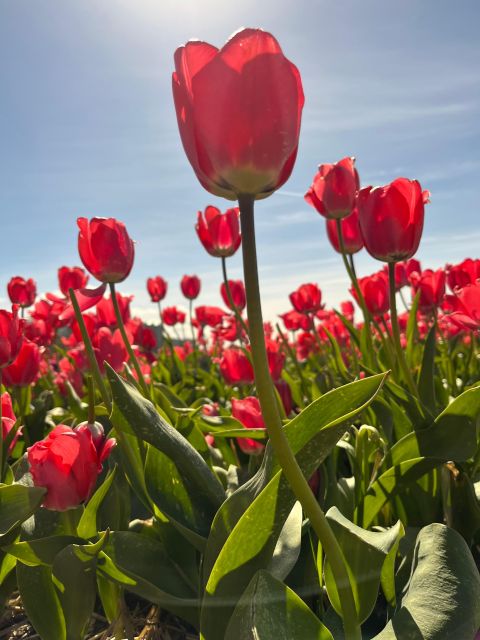 From Lisse: Flower Bike Tour Along Keukenhof Small Group - Price and Booking Information