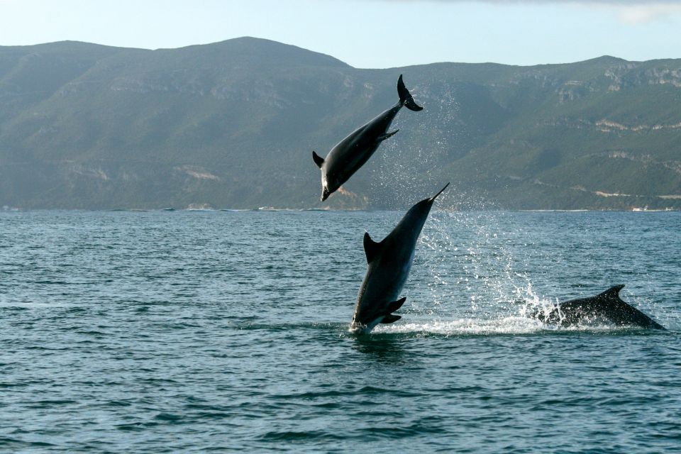 From Sesimbra: Arrábida Dolphin Watching Boat Tour - Safety and Cancellation Policy