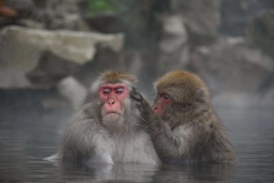 From Tokyo: Nagano, Zenkoji Temple, Snow Monkeys Day Trip - Jigokudani Monkey Park Visit