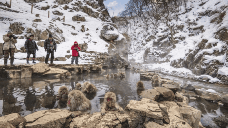 From Tokyo: Private Tour Snow Monkey Park & Zenko-ji Temple - Frequently Asked Questions