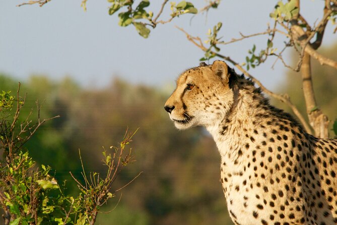 Full Day Exquisite Pilanesberg Safari From Johannesburg - Additional Tour Information