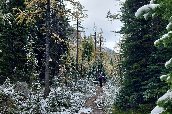 Full-Day Larch Hike, Departure From Banff - Safety Considerations